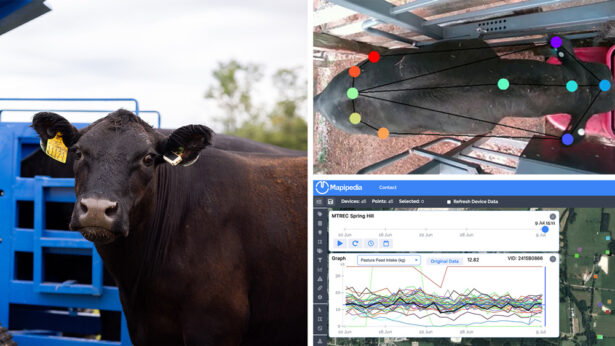 Feeding station cameras mark data points on a live feed video of a cow to register data.