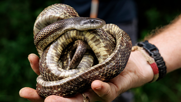 A hand holding a large, balled-up rat snake.