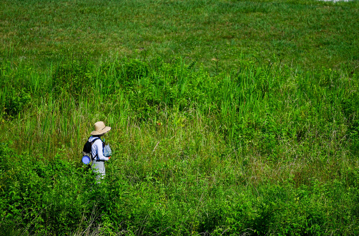 ourtn-fall25_scene A woman in blue shirt and straw hat stands in the middle of a large, overgrown green field.