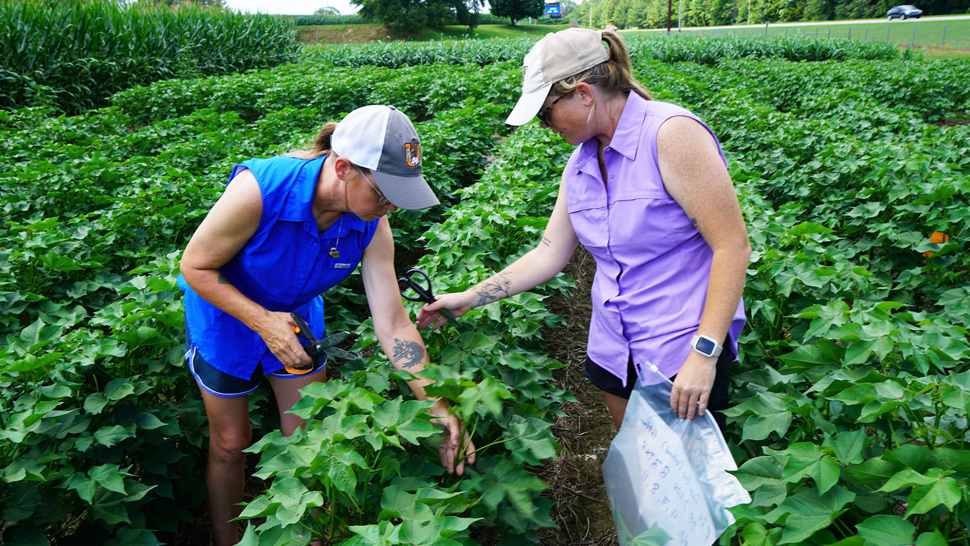 Two women harvesting leaf samples.