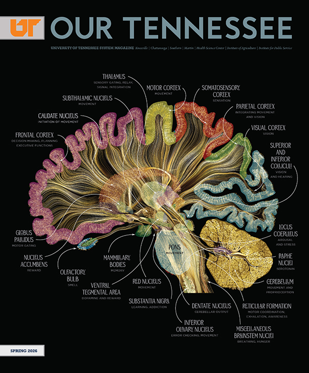Bisection of the brain with text labels identifying the different parts.