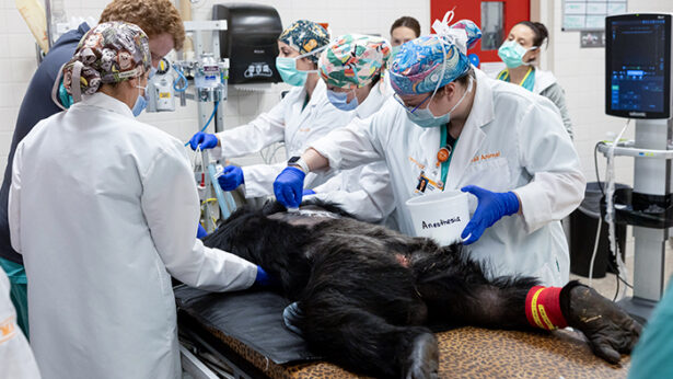 A team of medical staff preparing to operate on a chimpanzee.