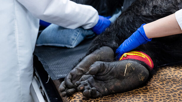 Close-up of medical staff handling the legs of a chimpanzee during a procedure.