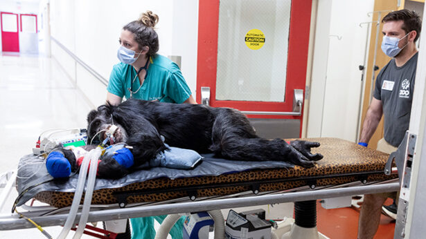 Two medical staff pushing a chimpanzee on a gurney.
