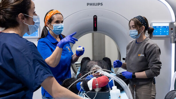 Three medical staff working with a chimpanzee on some medical equipment.