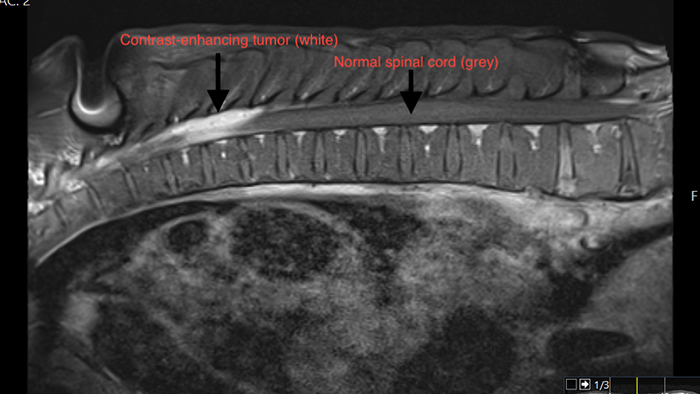 Black and white scan of a chimpanzee spinal cord.