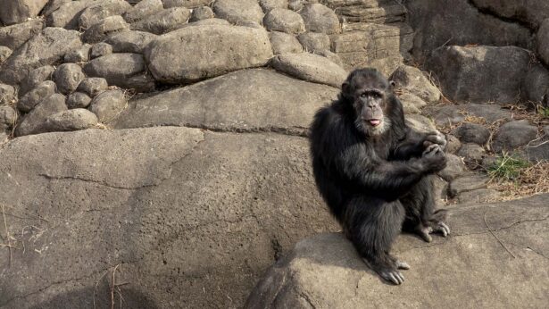 An older chimpanzee sitting on some boulders.