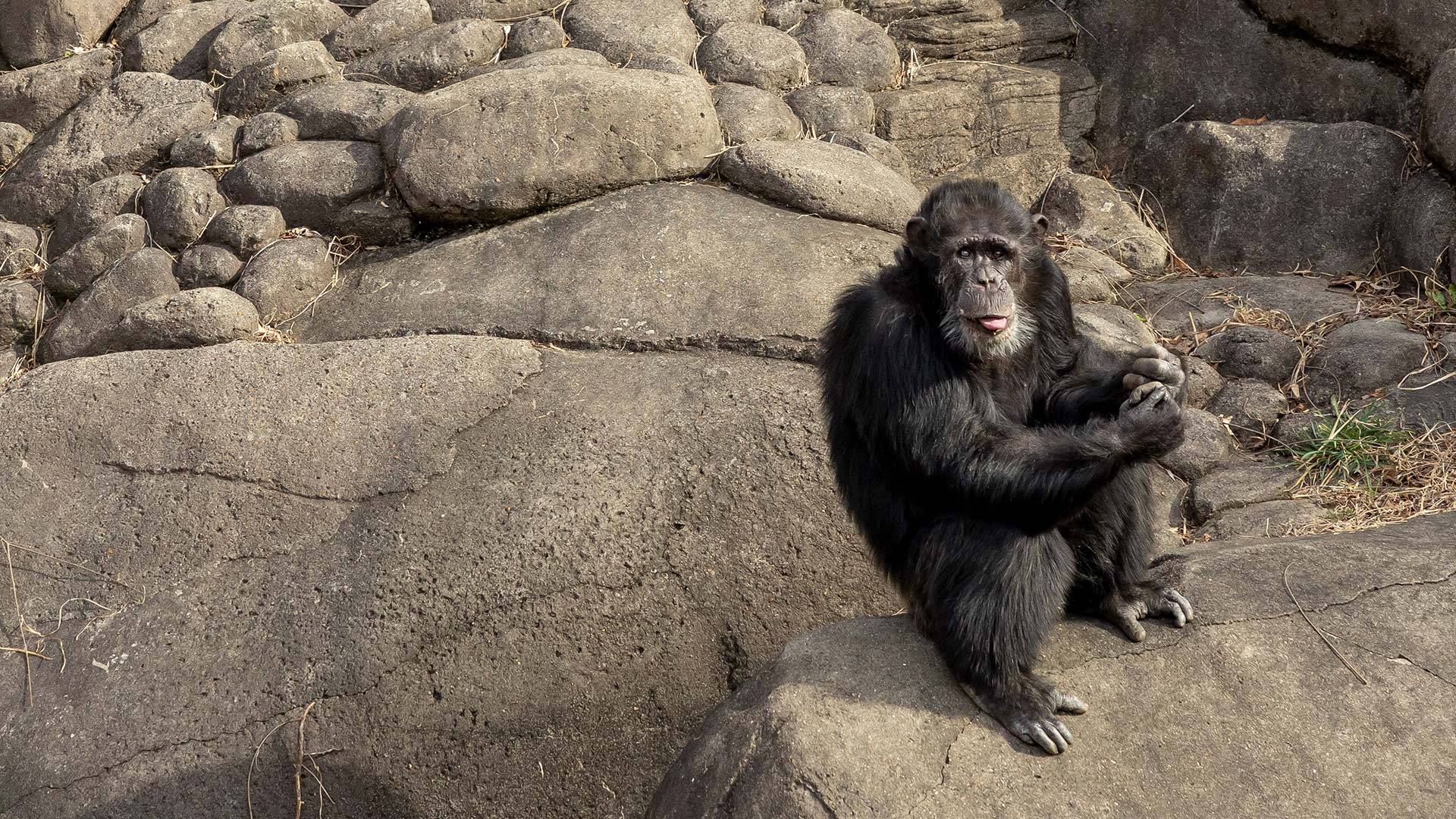 An older chimpanzee sitting on some boulders.