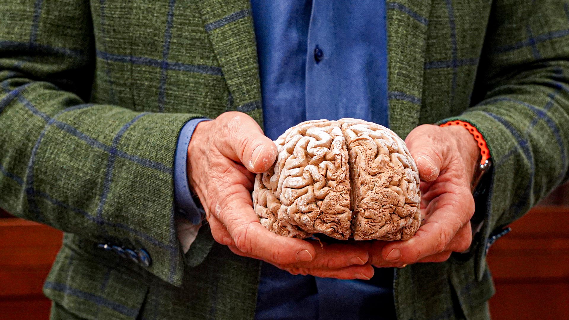 Closeup of a person holding a plastinated brain sample.