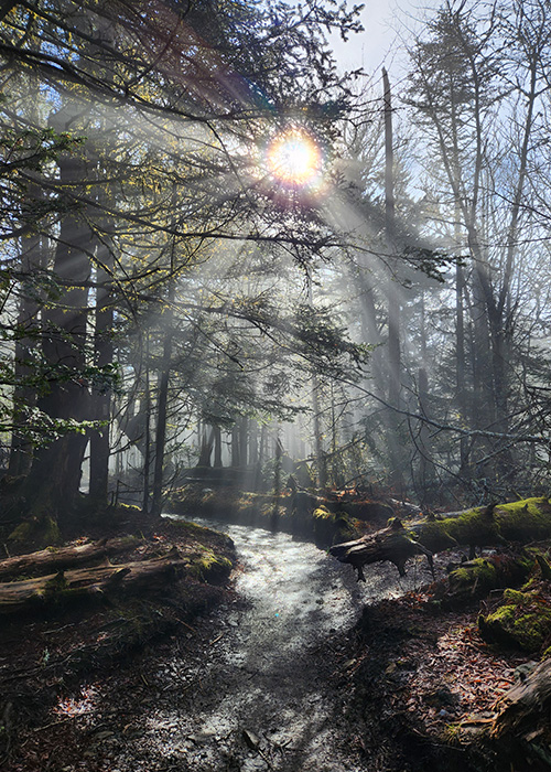 Rays of sunlight showing through the mist in a forest.