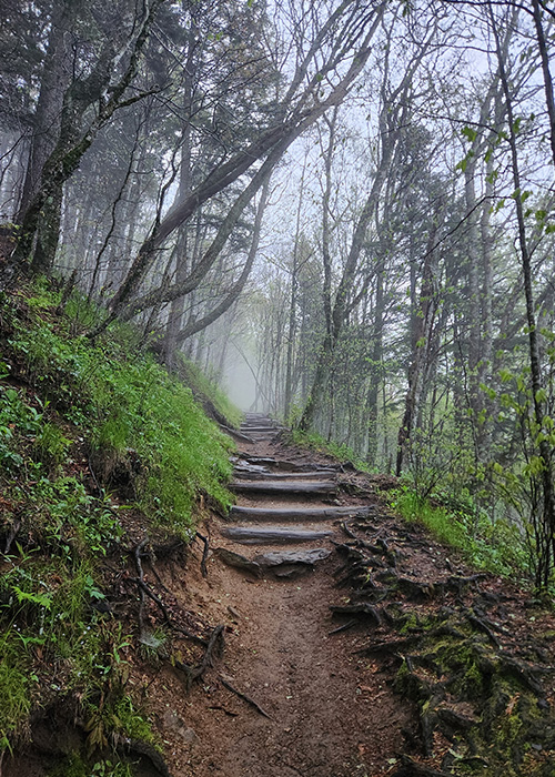 A mountain trail amidst trees and fog.