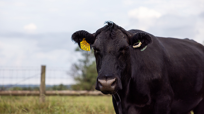 A black cow with a yellow ear tag.
