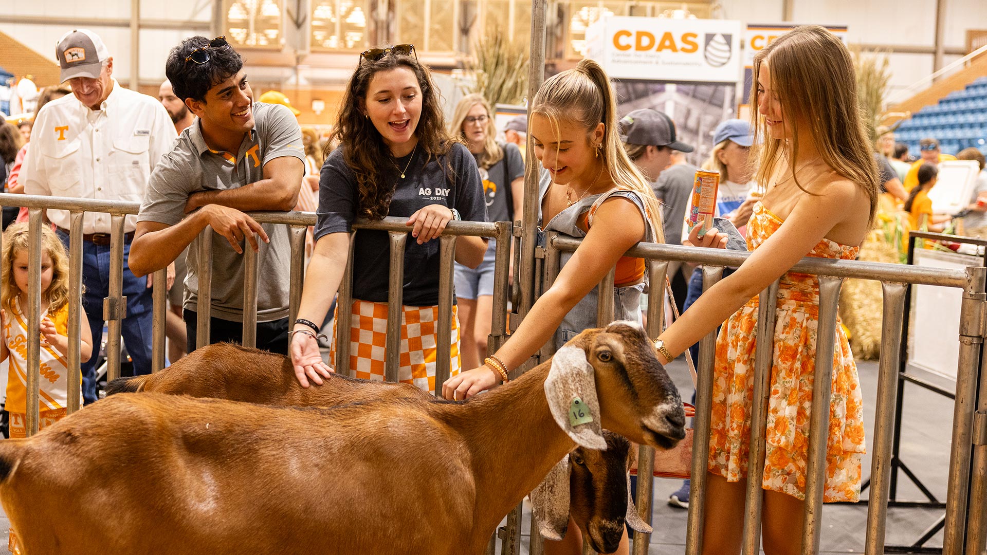 A group of people petting a goat.