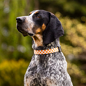 A blue-tick hound dog with a white and orange collar.