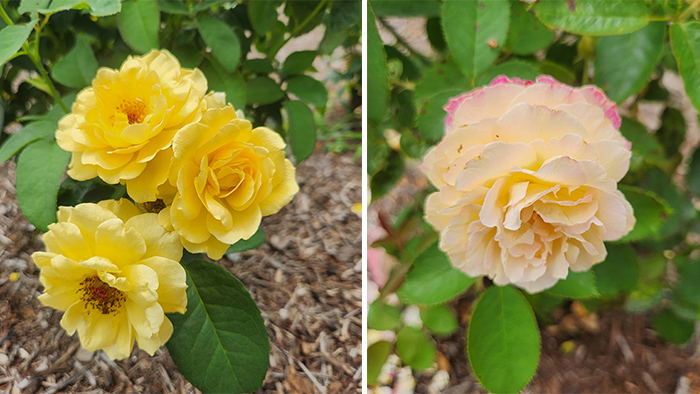 Two different yellow rose varieties.