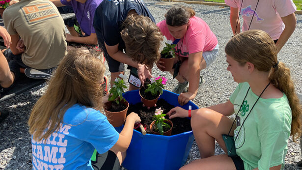 A group of middle schoolers transplanting flowers from pots to a garden.