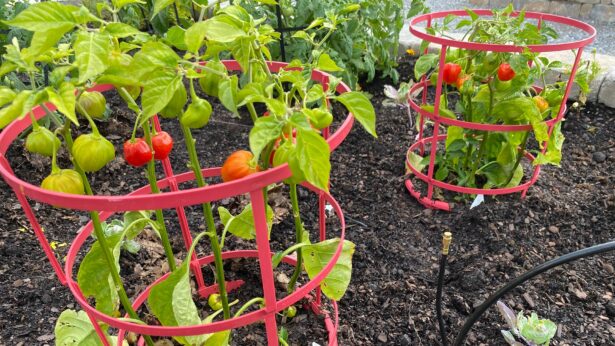 Pepper plants growing in a garden.