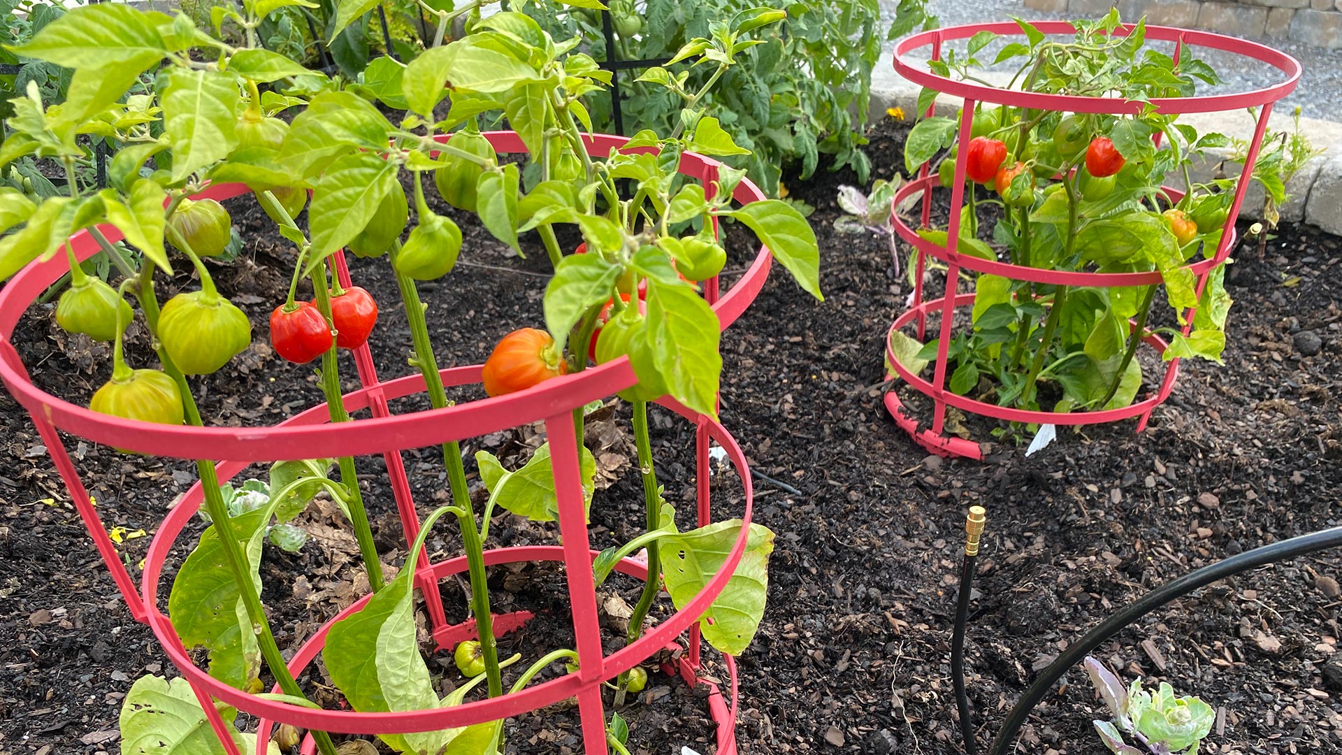 Pepper plants growing in a garden.