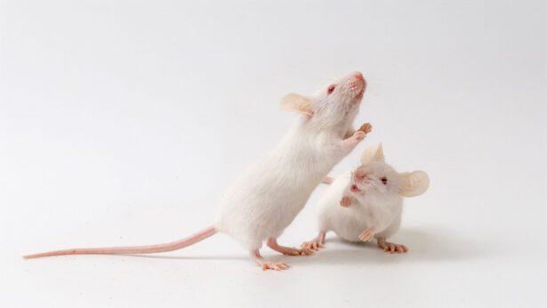 Two white lab mice on a white table, sniffing the air.