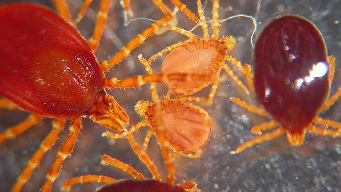 Microscopic view of various stages blacklegged ticks.